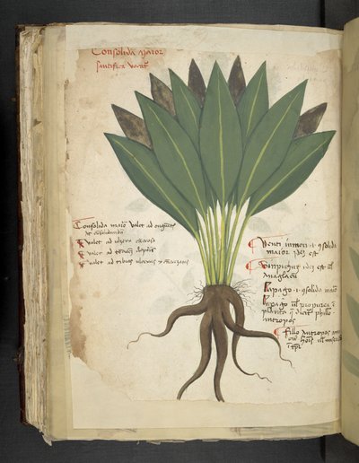 Confolida, from 