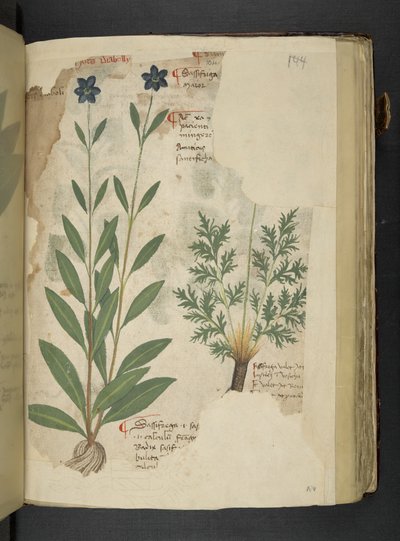 Sassifraga, from 