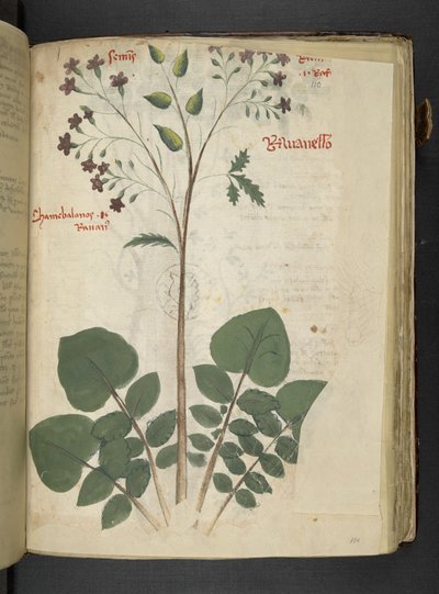 A Herbal, Belluno by Italian School