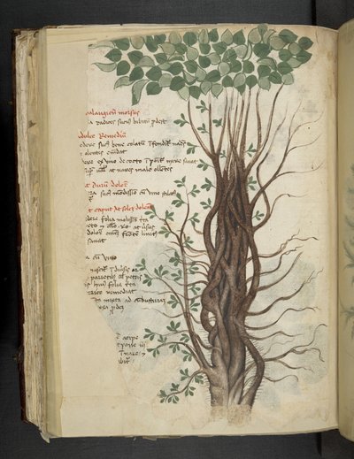 Mangrove Tree, from A Herbal, Belluno by Italian School
