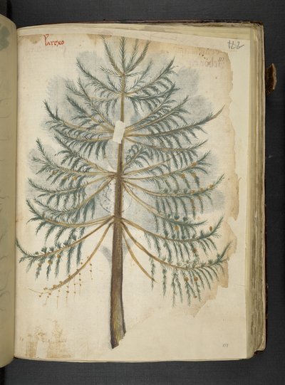 A Herbal, Belluno by Italian School