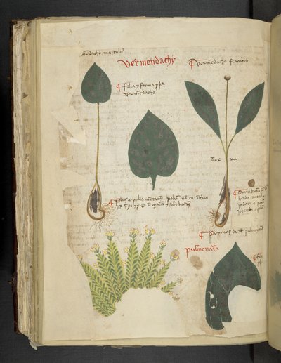 Pulmonaria, A herbal, Belluno by Italian School