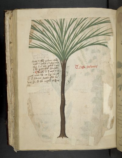 Tarro Arboro, from 