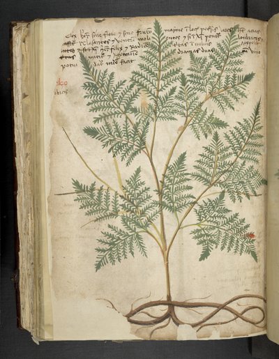 A Herbal, Belluno by Italian School