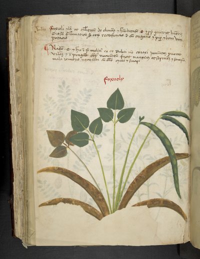 A Herbal, Belluno by Italian School