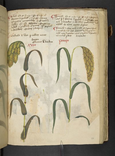 A herbal, Belluno by Italian School