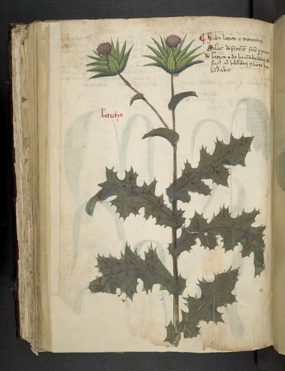 Thistle, A herbal, Belluno by Italian School