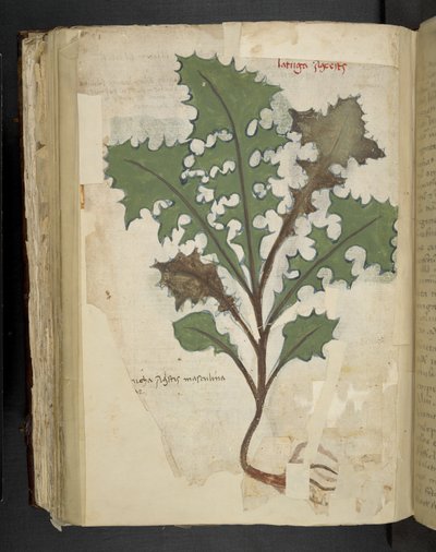 Dandelion Leaf, from 