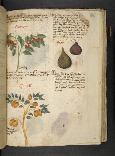 Fruit Trees and Figs, from A Herbal, Belluno by Italian School