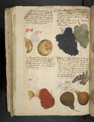 Fruits, from A Herbal, Belluno by Italian School