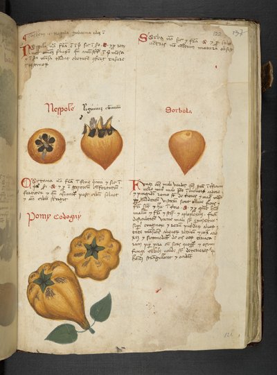 Pere Cotogne and Sorbo, from 