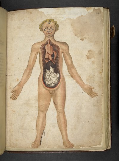 The Internal Organs of a human, from 