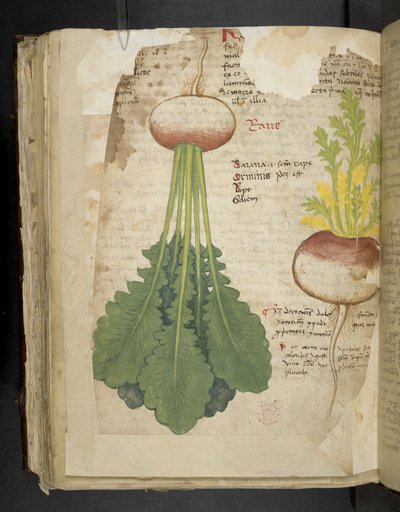 A herbal, Belluno by Italian School