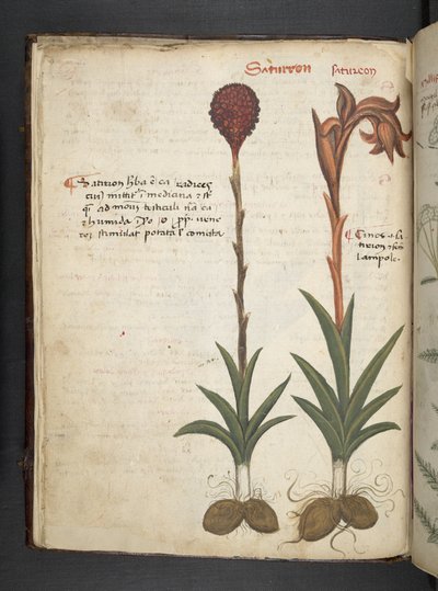 A herbal, Belluno by Italian School