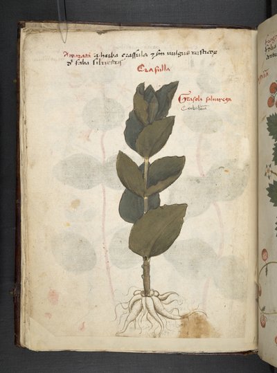 A herbal, Belluno by Italian School