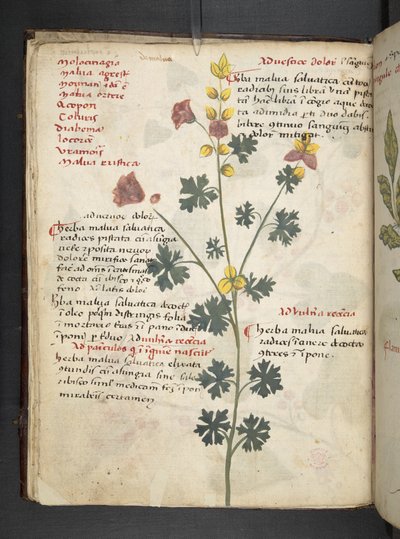 A herbal, Belluno by Italian School