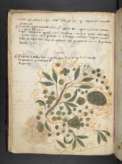 A herbal, Belluno by Italian School