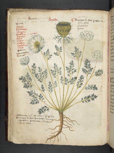 A herbal, Belluno by Italian School
