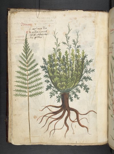 A herbal, Belluno by Italian School