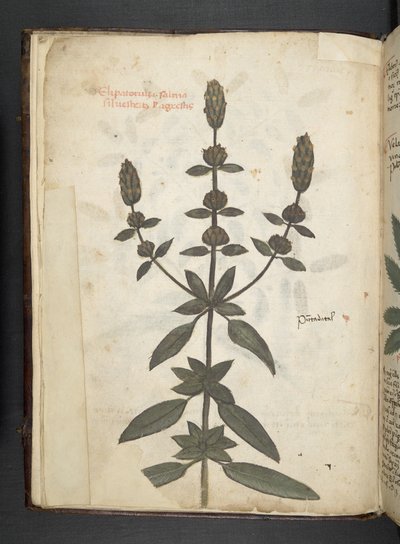 A Herbal, Belluno by Italian School