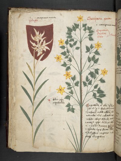 A herbal, Belluno by Italian School