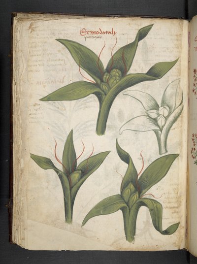 A herbal, Belluno by Italian School