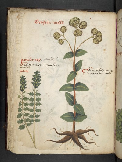 A Herbal, Belluno by Italian School