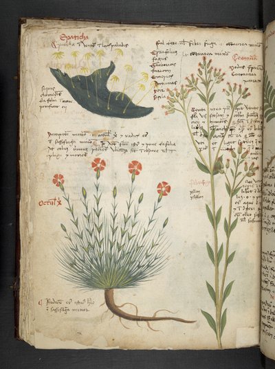 A Herbal, Belluno by Italian School