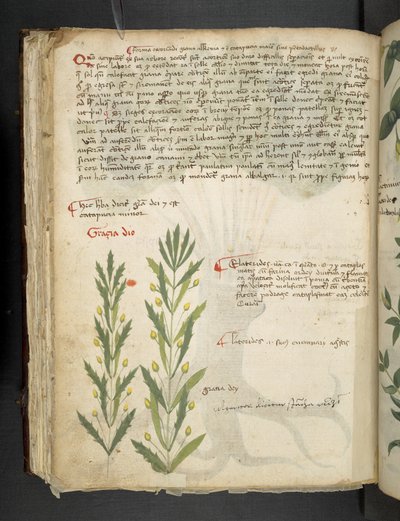 A herbal, Belluno by Italian School