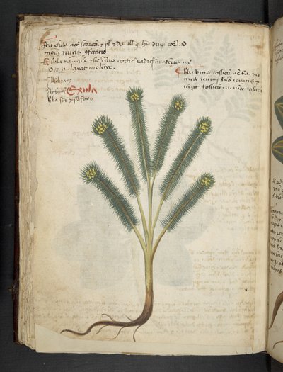 A Herbal, Belluno by Italian School