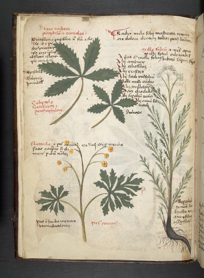 A Herbal, Belluno by Italian School