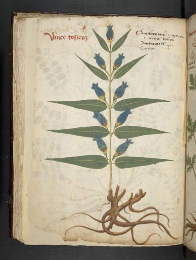A Herbal, Belluno by Italian School