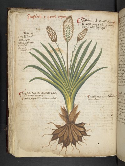 A Herbal, Belluno by Italian School