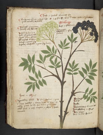 A herbal, Belluno by Italian School