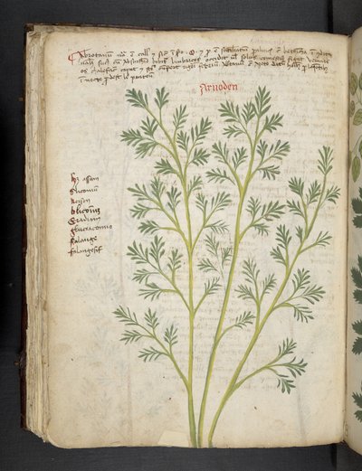 A Herbal, Belluno by Italian School
