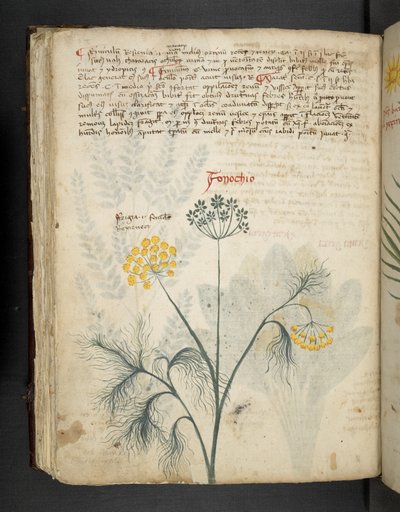 Finocchio, from 