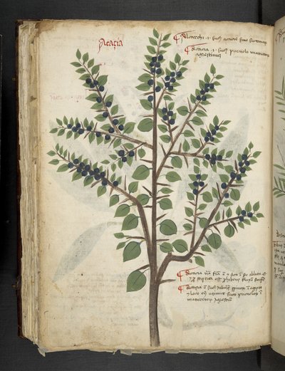 A Herbal, Belluno by Italian School
