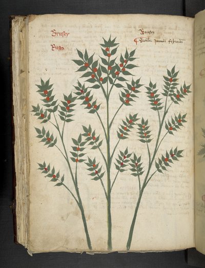 A herbal, Belluno by Italian School