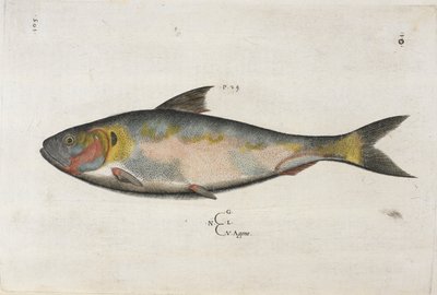 Agone, illustration from 