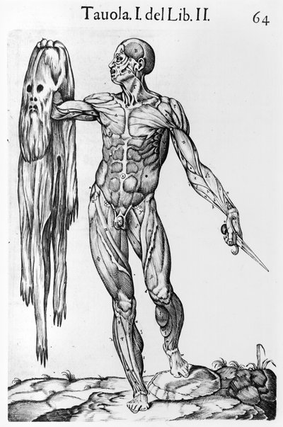 Anatomical Study, plate 64, illustration from Anatomia del corpo humano by Juan de Valverde, Rome, 1560 by Italian School