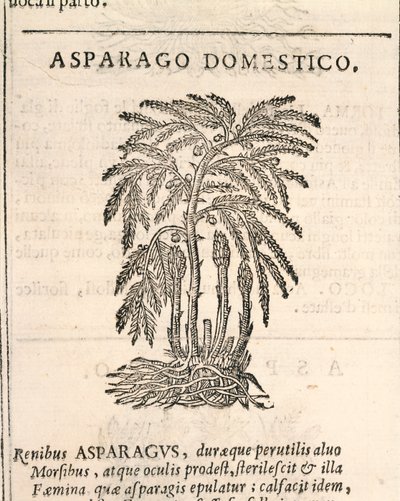 Asparagus, engraving by Castore Durante by Italian School