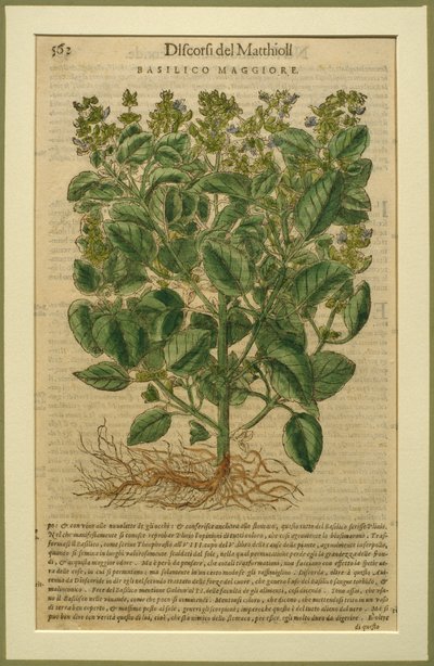 Basil, a botanical plate from the Discorsi by Pietro Andrea Mattioli, published in Venice, 1570 by Italian School