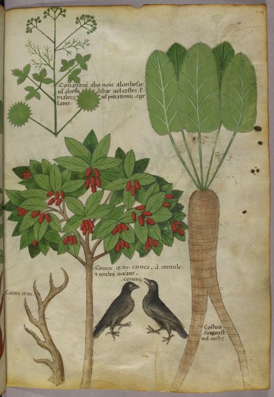Botanical Illustration of Plants and Birds, c.1440 by Italian School