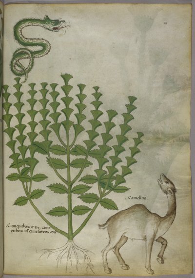 Botanical Illustration of a plant, a snake and a camel, c.1440 by Italian School