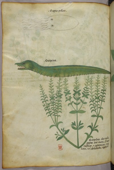 Botanical and animal illustration of a plant, a squid, and a serpent, c.1440 by Italian School