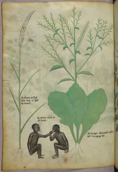 Botanical and animal illustration of a plant and two monkeys, c.1440 by Italian School