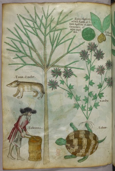 Botanical and animal illustration of plants, a turtle, a man and another animal, c.1440 by Italian School