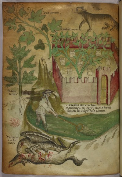 Botanical and animal illustration of plants, a walled garden, a wolf, a man fishing, and a vulture pecking a carcass by Italian School