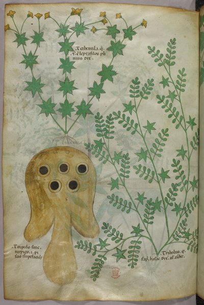 Botanical and Animal Illustration of Plants and a Torpedo Fish, circa 1440 by Italian School