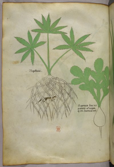 Botanical Illustration, circa 1440 by Italian School